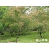 香蒲 香蒲價格 香蒲種植基地